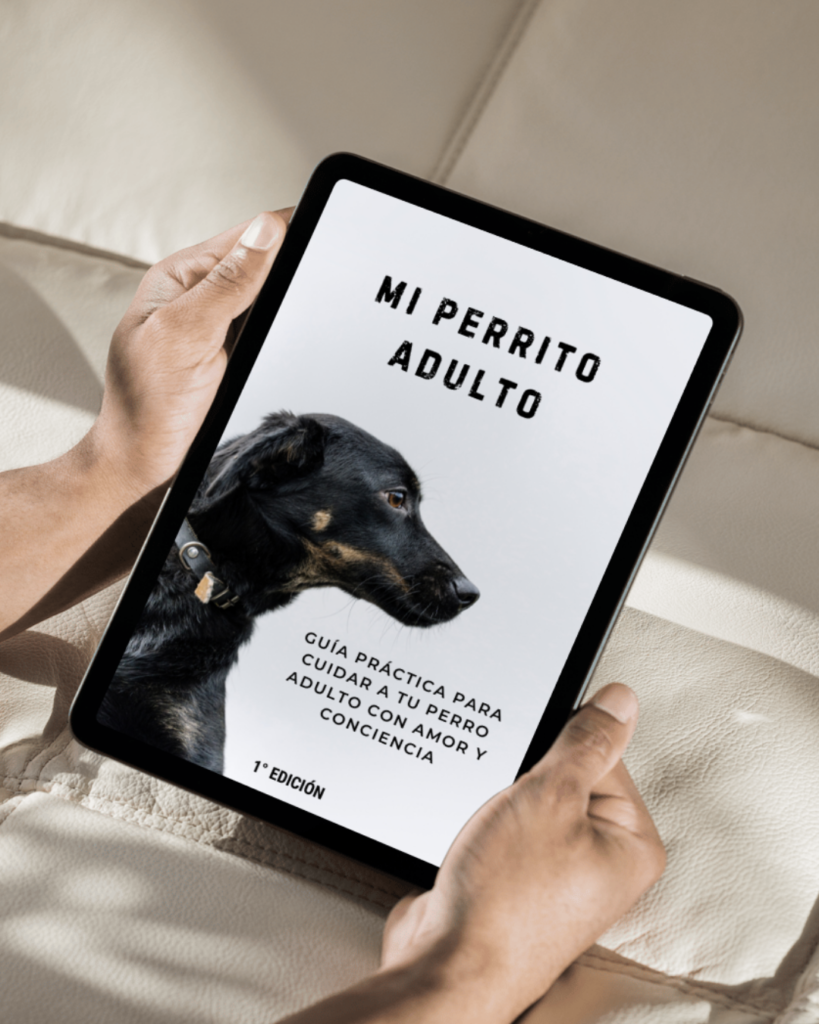 Guia perro adulto como cuidar un perro adulto